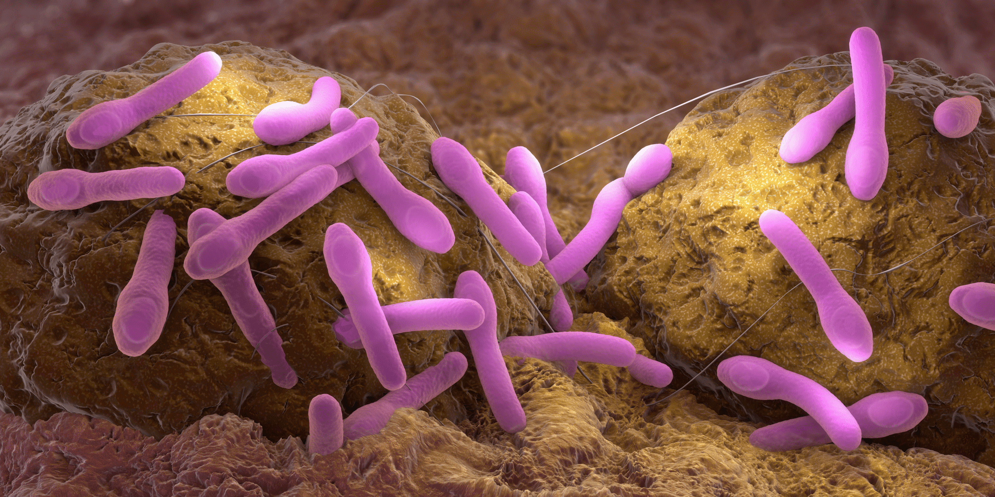 Botulismus beim Hund – die unbekannte Gefahr