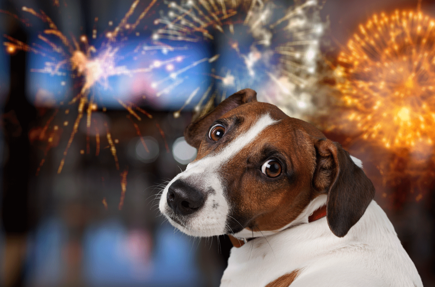 Silvester mit Hund