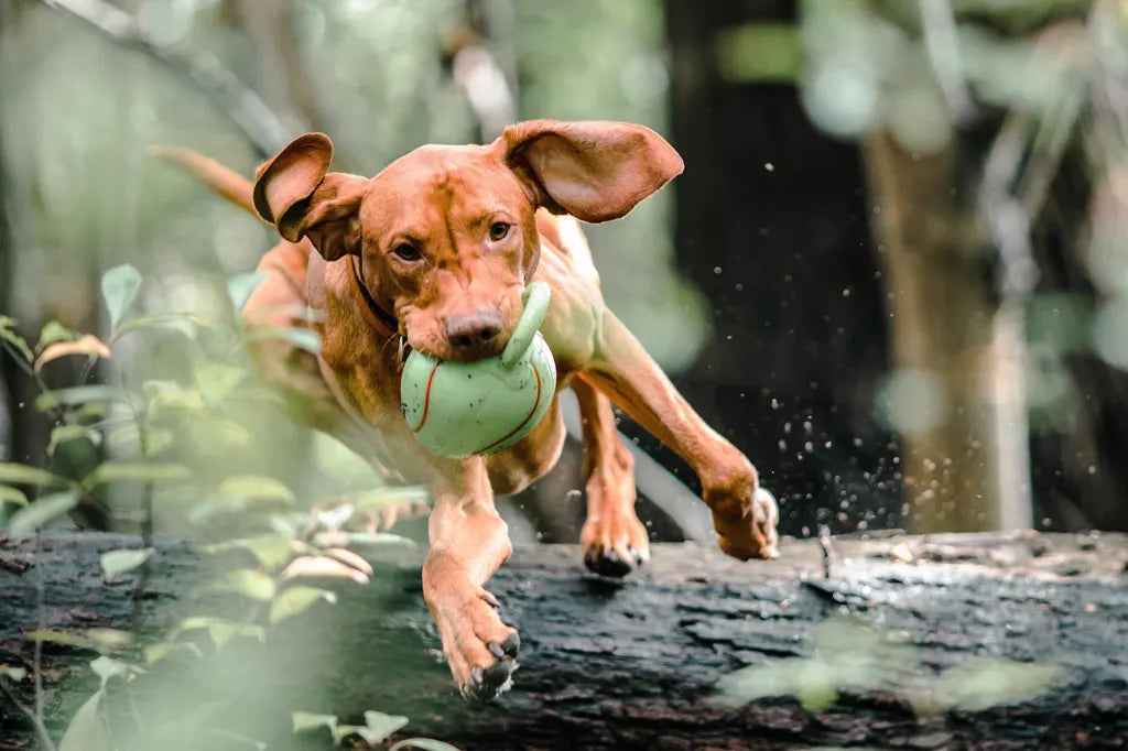 Mein Hund ist hyperaktiv - Woran liegt das und was kann ich tun?