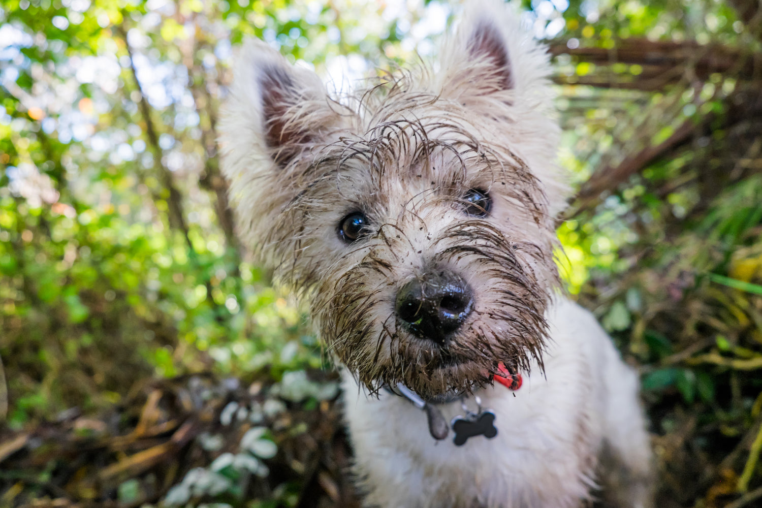 Mein Hund frisst Kot - Was kann ich tun?