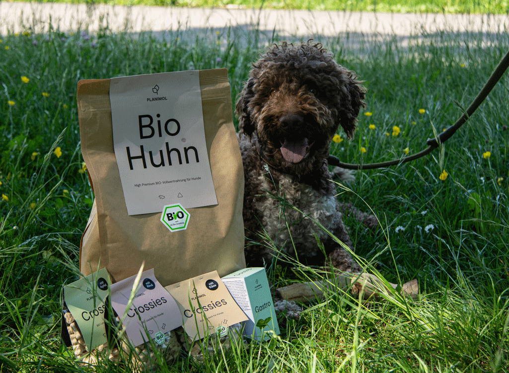 Der Umstieg auf Biohundefutter
