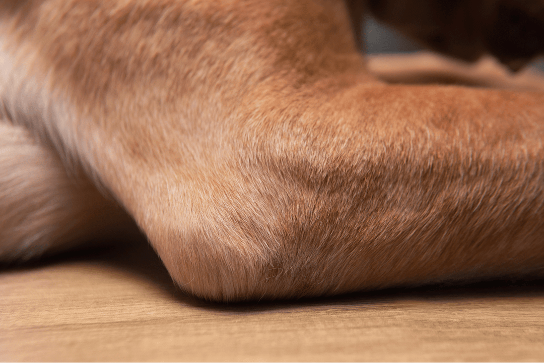 Arthrose beim Hund: Gelenkverschleiß erkennen und behandeln