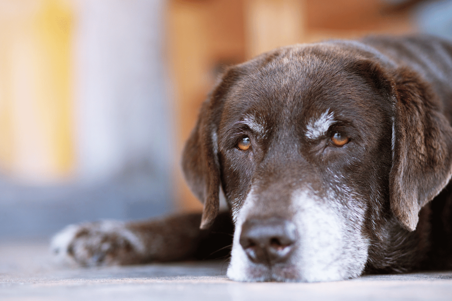 Woran erkenne ich, dass mein Hund Herzkrank ist?