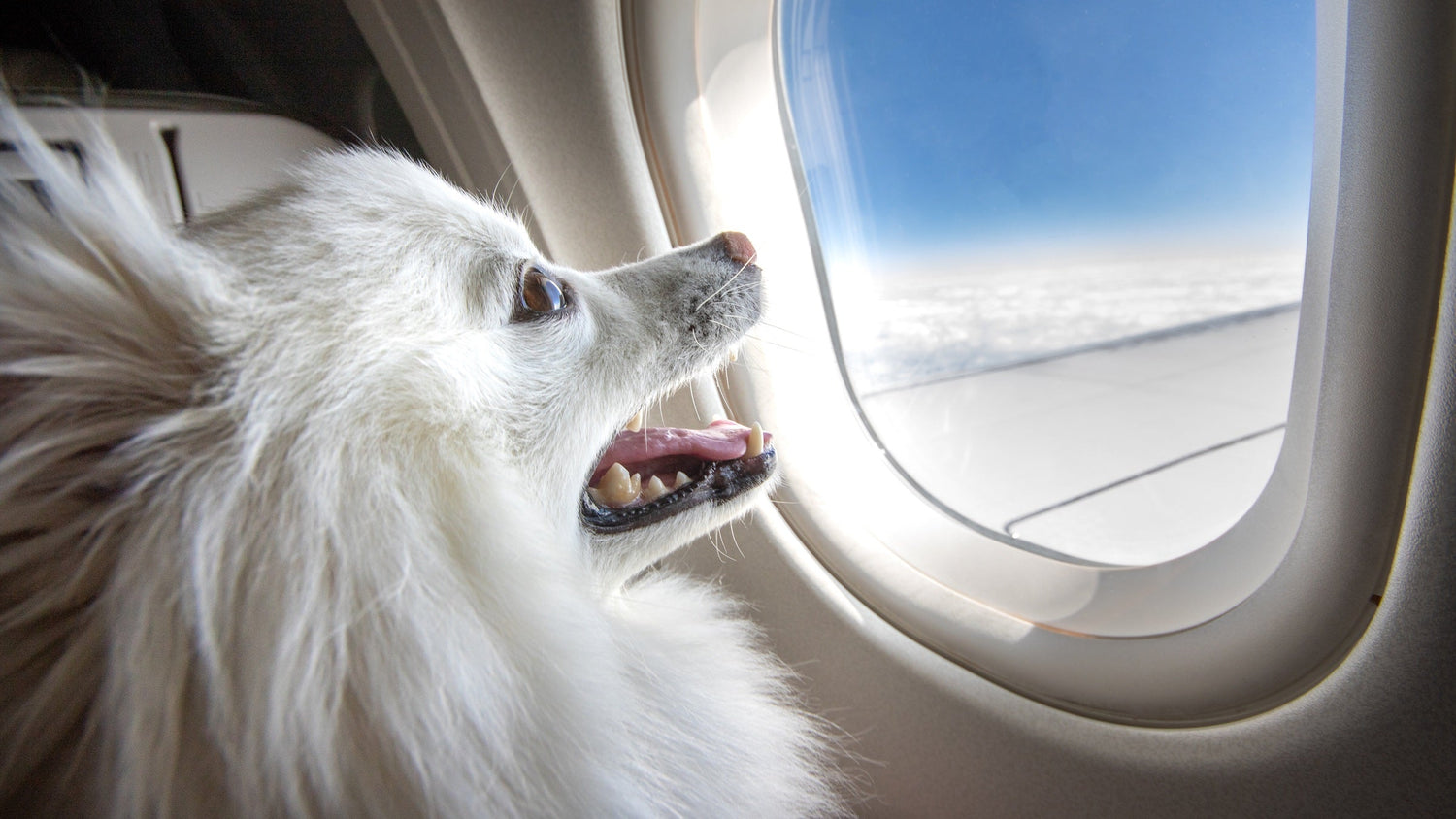 Ab in den Urlaub - aber nicht ohne meinen Hund!