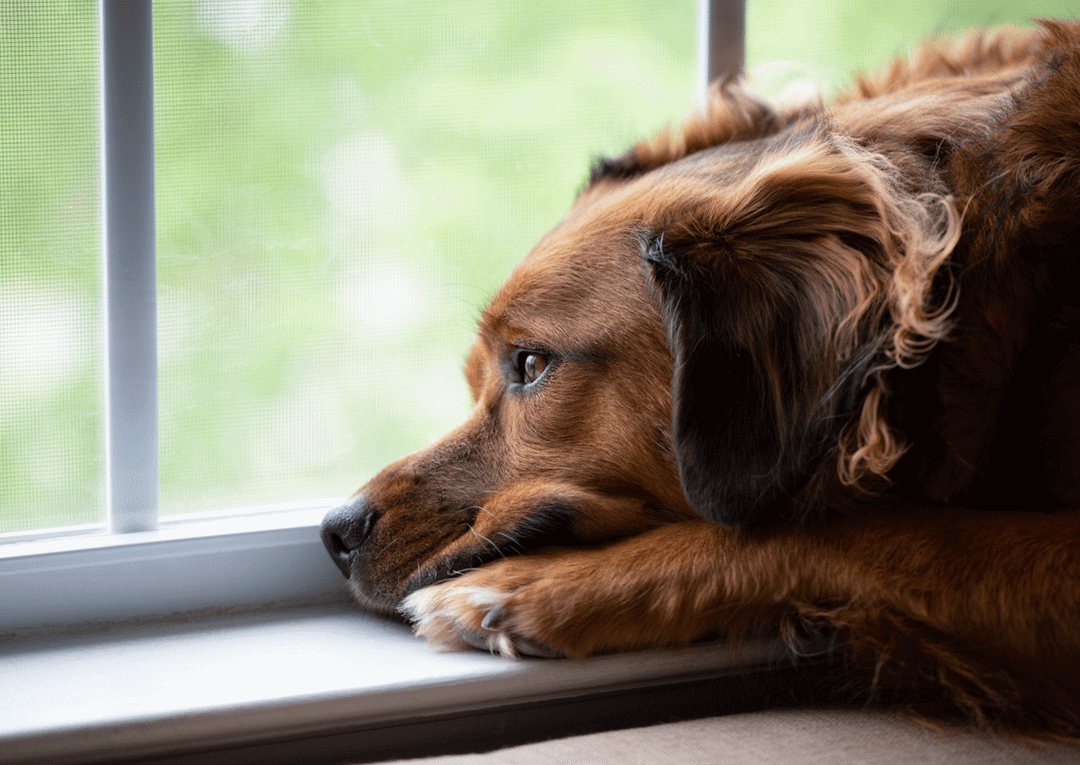 Sodbrennen beim Hund: Das sollten Hundebesitzer wissen